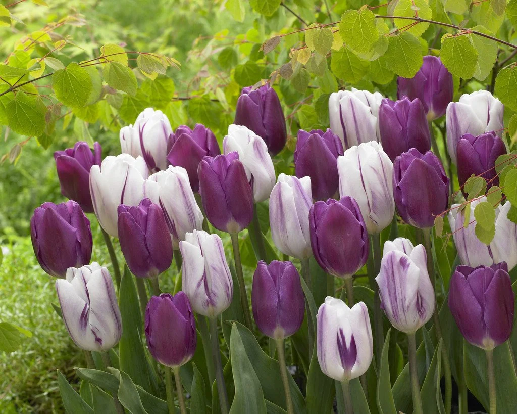 Big Ups® Premium Tulip Blend (100 Pack) | Colorblends® Exclusive